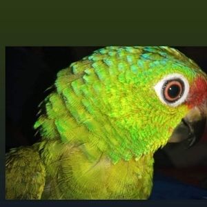 Meet your Posher, Elizabeth